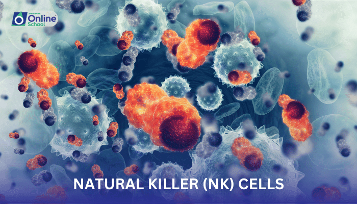 Lesson 06: Natural Killer (NK) Cells